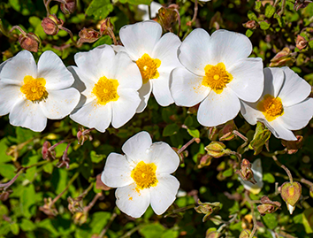 What Is Bacopa Good for, and Are There Side Effects?