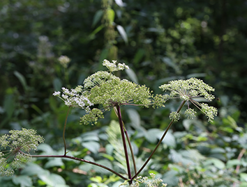 What is dong quai (Angelica sinensis), and what is it used for?
